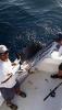 Sailfish Mark sm.jpg